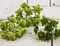 Prima Marketing Inc Mini Rose Mid Release Lime - 24 Pcs 655350535551